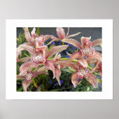 Rode gespikkelde Cymbidium Orchideeën Bloemen Poster (Voorkant)