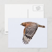 Rode Gesteunde Havik tijdens de vlucht Briefkaart (Voorkant / Achterkant)