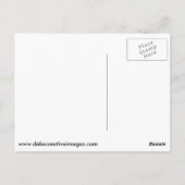 Rode Gesteunde Havik tijdens de vlucht Briefkaart (Achterkant)