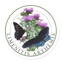 Rode gevlekte Paarse vlinders op bijenbalsem