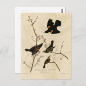 Rode gevleugelde Blackbird - Audubon's vogels van  Briefkaart (Voorkant / Achterkant)