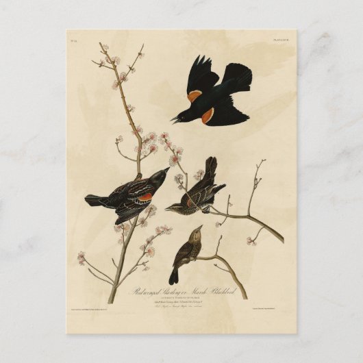 Rode gevleugelde Blackbird - Audubon's vogels van  Briefkaart (Voorkant)