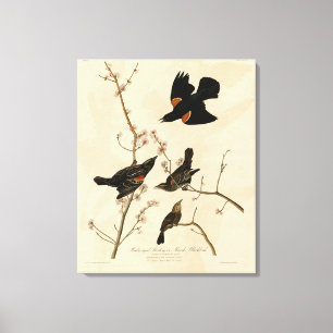 Rode gevleugelde Blackbird - Audubon's vogels van  Canvas Afdruk