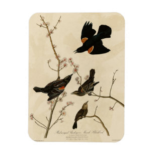 Rode gevleugelde Blackbird - Audubon's vogels van Magneet