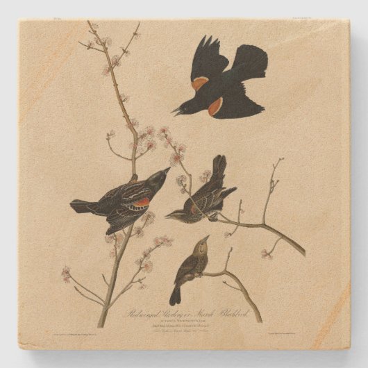 Rode gevleugelde Blackbird - Audubon's vogels van  Stenen Onderzetter (Voorkant)