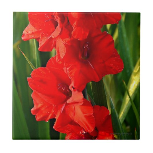 Rode Gladiolas Tegeltje (Voorkant)