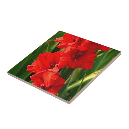 Rode Gladiolas Tegeltje (Zijkant)