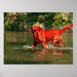 Rode Golden Retriever in het Poster van het water