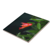 Rode granaatbloem (Punica granatum) op een boom Tegeltje (Zijkant)