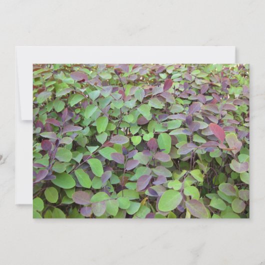 Rode & Groene Bladeren Takken Fotografie Notitiekaartje (Voorkant)