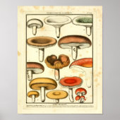 rode, groene paddenstoelen, Frans afdrukken Poster (Voorkant)