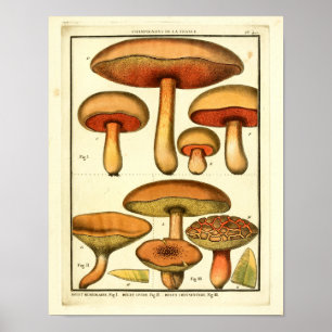  rode groene paddenstoelen Franse kunst afdrukken Poster