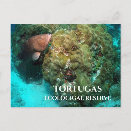 Rode Groepering in Koraal, Tortugas Ecological Res Briefkaart (Voorkant)