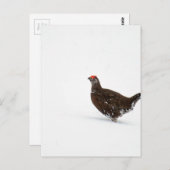 Rode grog briefkaart (Voorkant / Achterkant)