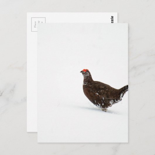 Rode grog briefkaart (Voorkant / Achterkant)