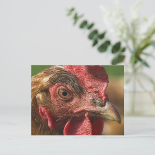 Rode haan briefkaart (Staand voorkant)