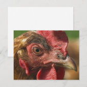 Rode haan briefkaart (Voorkant / Achterkant)