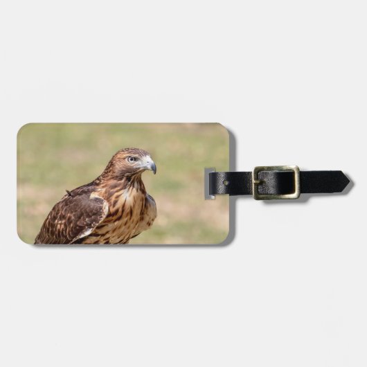 Rode hawk in de Hudson-vallei Bagagelabel (Voorkant horizontaal)
