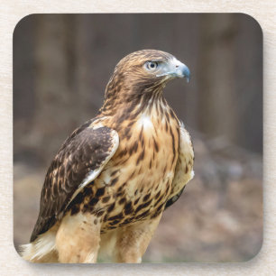 Rode hawk in de Hudson-vallei Bier Onderzetter