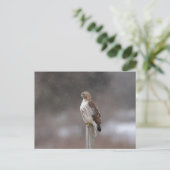 Rode hawk in de Hudson-vallei Briefkaart (Staand voorkant)