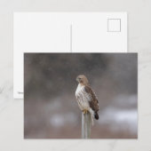 Rode hawk in de Hudson-vallei Briefkaart (Voorkant / Achterkant)