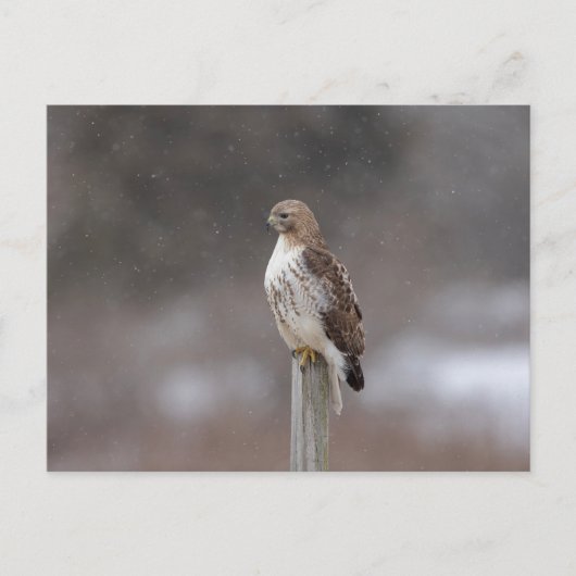 Rode hawk in de Hudson-vallei Briefkaart (Voorkant)