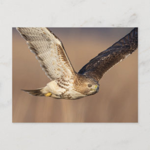 Rode hawk in de Hudson-vallei Briefkaart