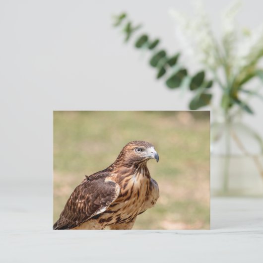 Rode hawk in de Hudson-vallei Briefkaart (Staand voorkant)