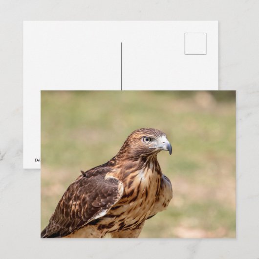 Rode hawk in de Hudson-vallei Briefkaart (Voorkant / Achterkant)