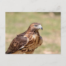 Rode hawk in de Hudson-vallei Briefkaart
