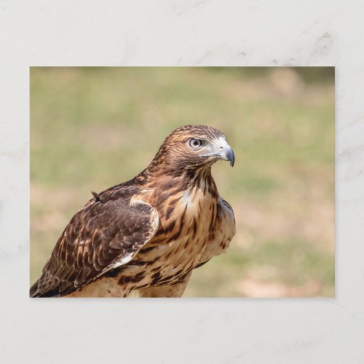 Rode hawk in de Hudson-vallei Briefkaart (Voorkant)