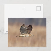 Rode hawk in de Hudson-vallei Briefkaart (Voorkant / Achterkant)