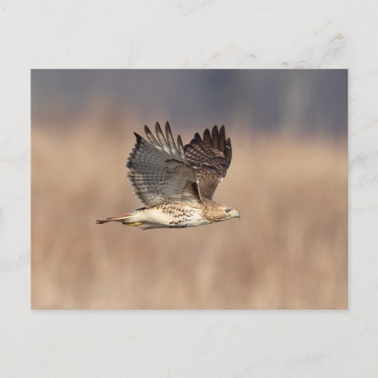 Rode hawk in de Hudson-vallei Briefkaart (Voorkant)