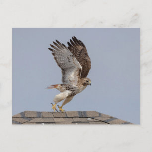 Rode hawk in de Hudson-vallei Briefkaart