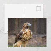 Rode hawk in de Hudson-vallei Briefkaart (Voorkant / Achterkant)