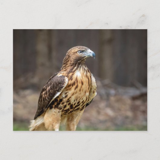 Rode hawk in de Hudson-vallei Briefkaart (Voorkant)