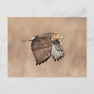 Rode hawk in de Hudson-vallei Briefkaart