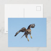 Rode hawk in de Hudson-vallei Briefkaart (Voorkant / Achterkant)