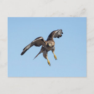 Rode hawk in de Hudson-vallei Briefkaart
