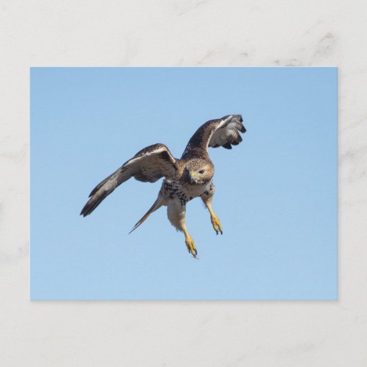 Rode hawk in de Hudson-vallei Briefkaart (Voorkant)