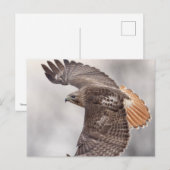 Rode hawk in de Hudson-vallei Briefkaart (Voorkant / Achterkant)