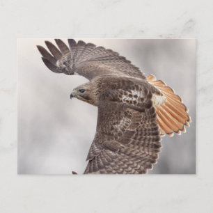 Rode hawk in de Hudson-vallei Briefkaart