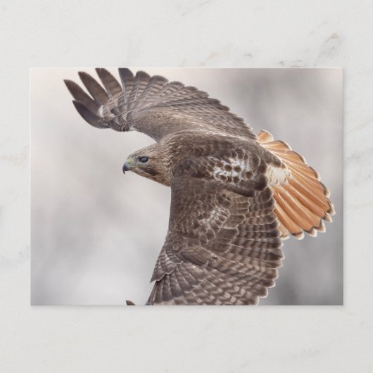Rode hawk in de Hudson-vallei Briefkaart (Voorkant)