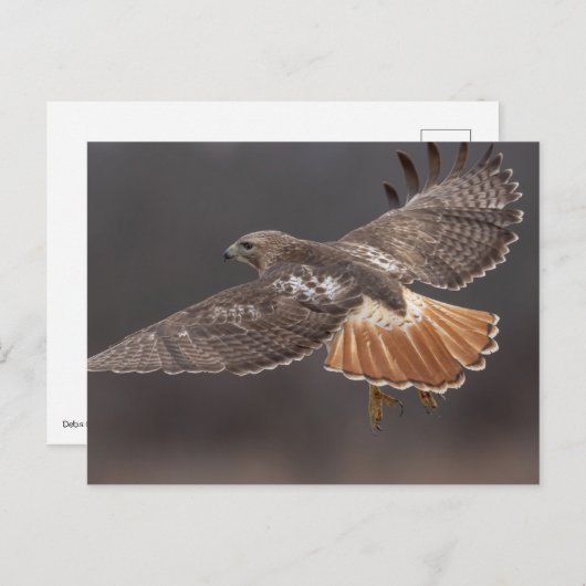 Rode hawk in de Hudson-vallei Briefkaart (Voorkant / Achterkant)