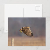 Rode hawk in de Hudson-vallei Briefkaart (Voorkant / Achterkant)