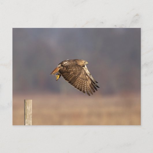 Rode hawk in de Hudson-vallei Briefkaart (Voorkant)
