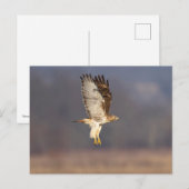 Rode hawk in de Hudson-vallei Briefkaart (Voorkant / Achterkant)