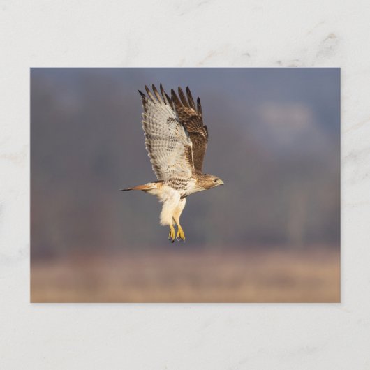 Rode hawk in de Hudson-vallei Briefkaart (Voorkant)
