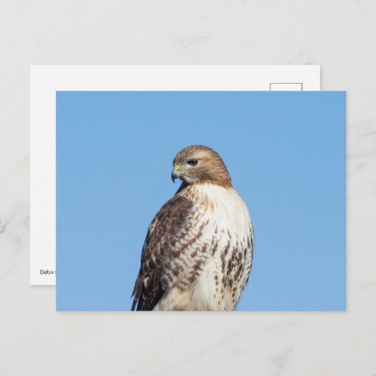 Rode hawk in de Hudson-vallei Briefkaart (Voorkant / Achterkant)