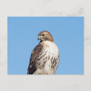 Rode hawk in de Hudson-vallei Briefkaart
